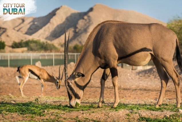 Al Ain City Tour