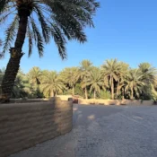 Al Ain Oasis in Abu Dhabi