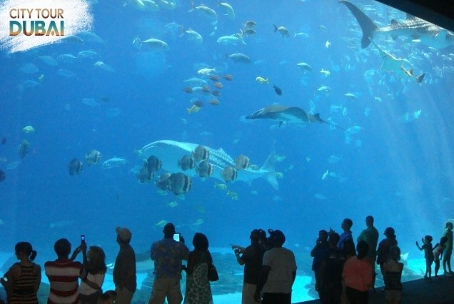 Burj Khalifa and Dubai Aquarium Ticket