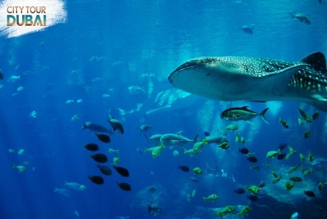 Burj Khalifa and Dubai Aquarium Ticket