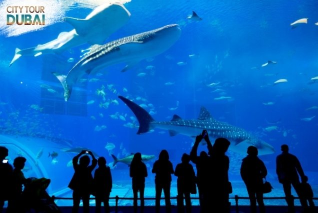 Burj Khalifa and Dubai Aquarium Ticket