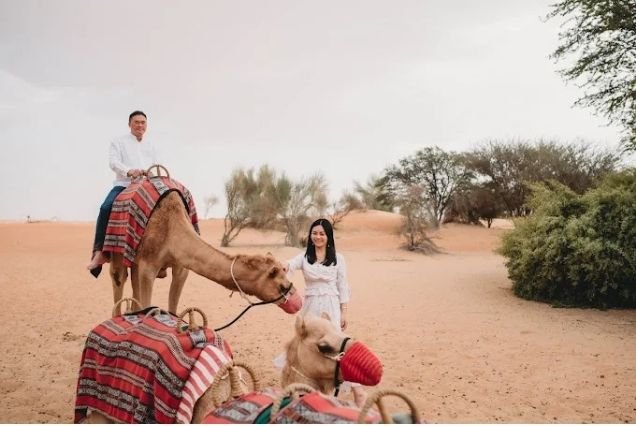 Al Ain Camel Market