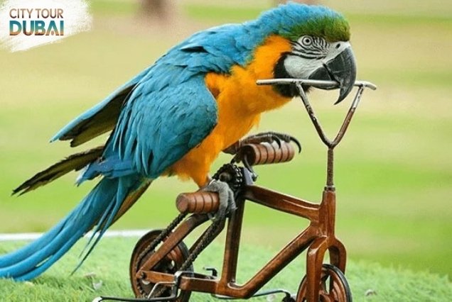 Creek Park Exotic Bird Show Tickets - 45 Mins