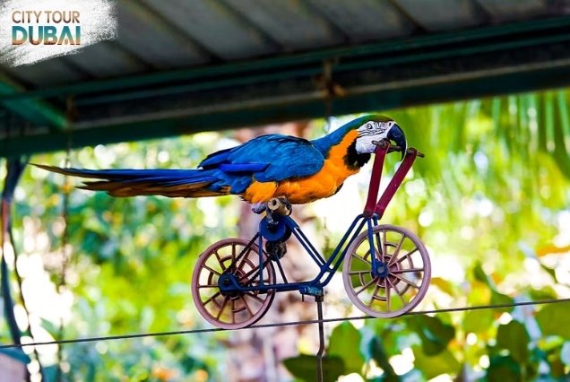 Creek Park Exotic Bird Show Tickets - 45 Mins