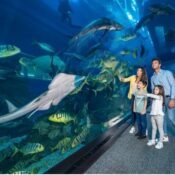 Top Aquariums in the UAE