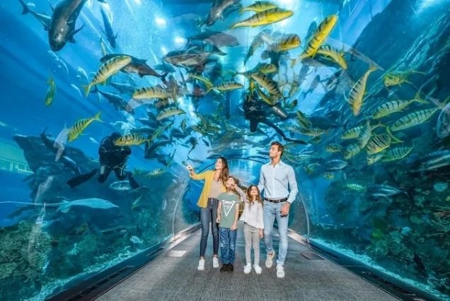 Dubai Aquarium and Penguin Cove Tickets
