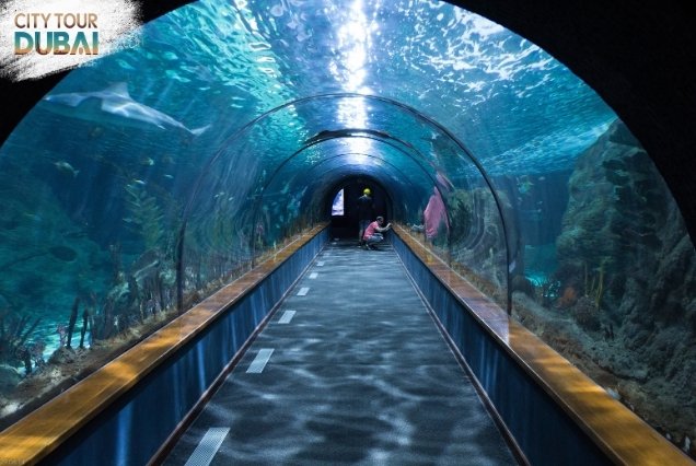 Dubai Aquarium and Ski Dubai Tickets