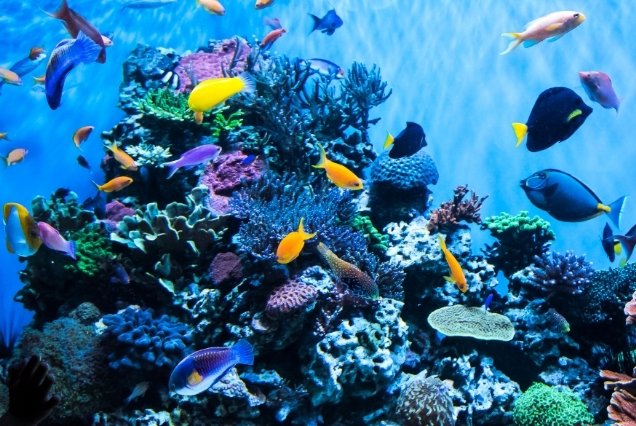 Dubai Aquarium and Ski Dubai Tickets