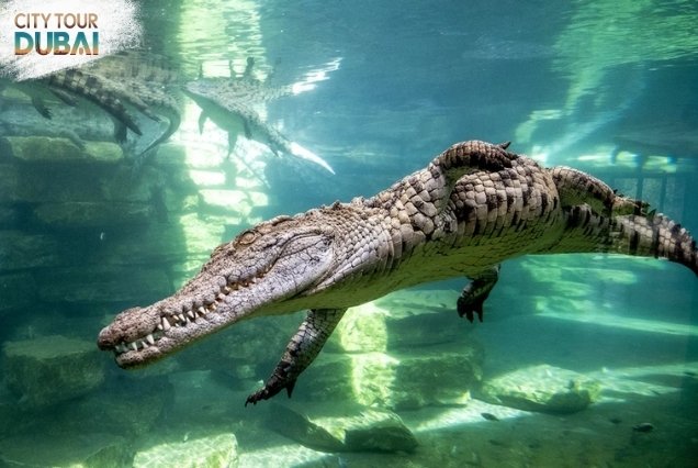 Dubai Crocodile Park Tickets - 3-4 Hours