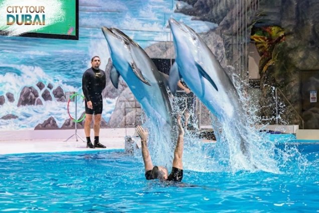 Dubai Dolphinarium Tickets - 45 Minutes