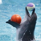 Dubai Dolphinarium Tickets - 45 Minutes