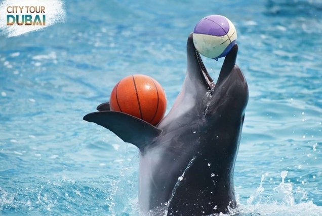 Dubai Dolphinarium Tickets - 45 Minutes