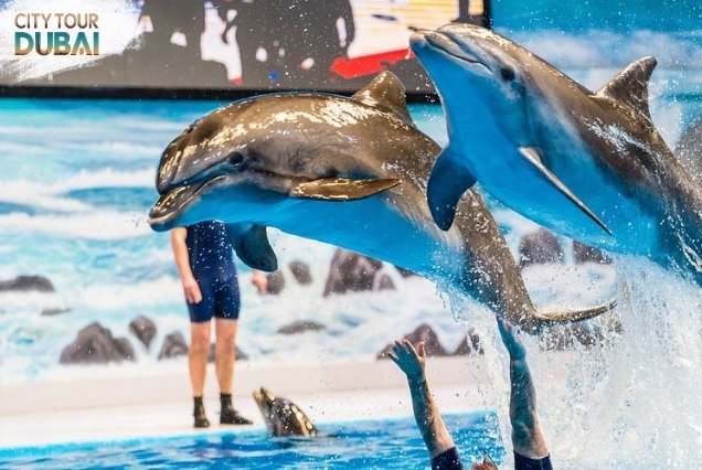 Dubai Dolphinarium Tickets - 45 Minutes