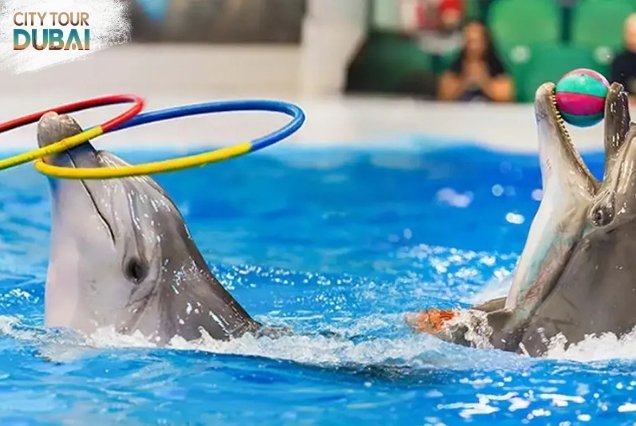 Dubai Dolphinarium Tickets - 45 Minutes