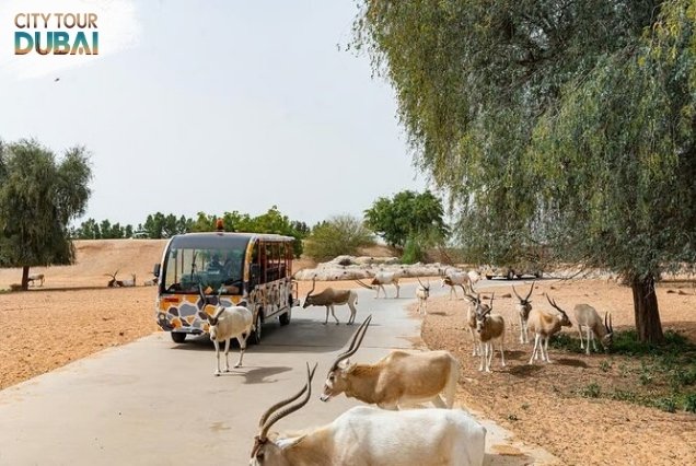 Dubai Safari Park Tickets - 8 Hours