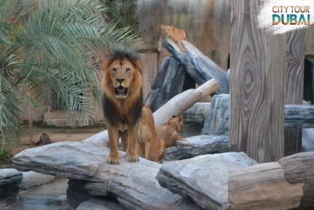 Emirates Park Zoo Abu Dhabi