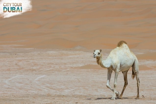 Liwa Desert Safari