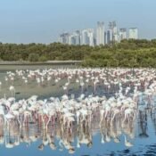 Ras Al Khor Wildlife