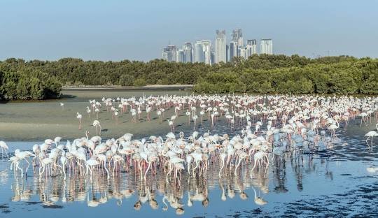 Ras Al Khor Wildlife