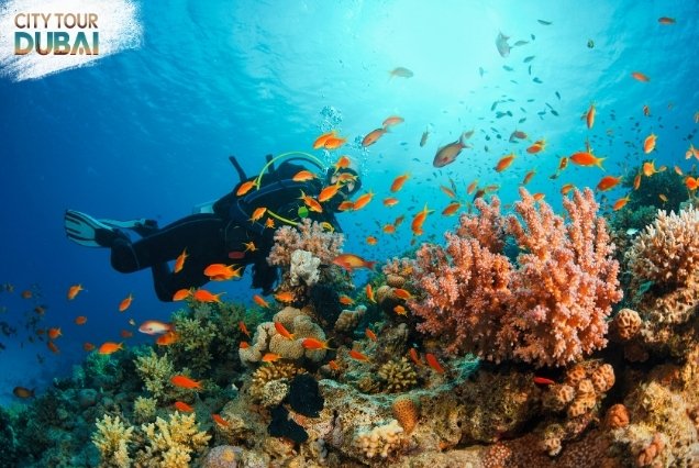 Scuba Diving in Dubai - 30 Minutes