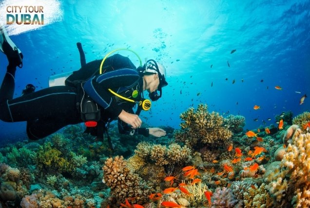Scuba Diving in Dubai - 30 Minutes