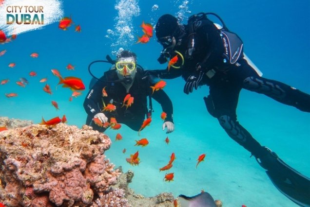 Scuba Diving in Dubai - 30 Minutes