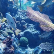 Sharjah Aquarium